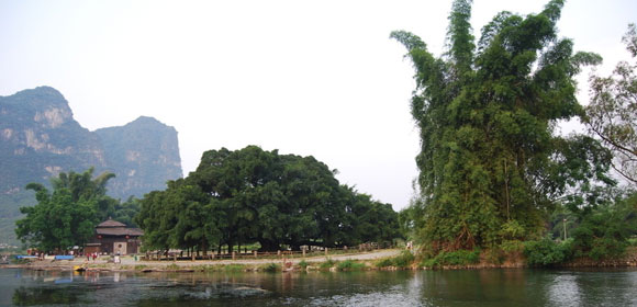 大榕树