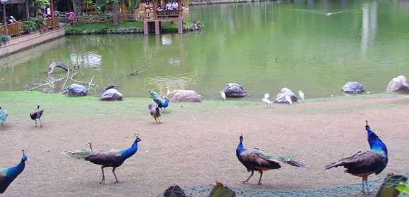 孔雀湖