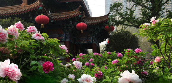洛阳牡丹